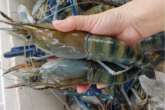 Mô hình nuôi tôm càng xanh kết hợp rong gai