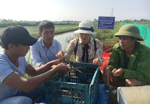 Nuôi tôm càng xanh toàn đực trên đất lúa