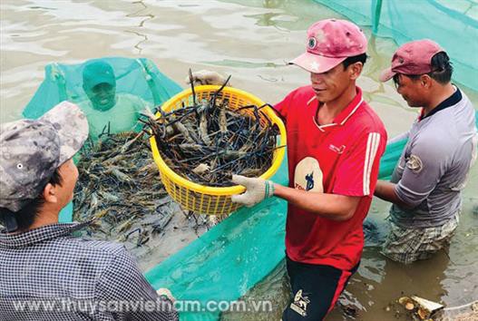 Tôm càng xanh: Hiểu để thành công