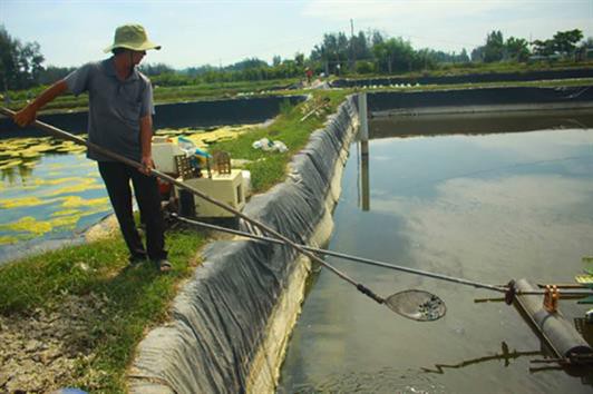 Quảng Ngãi: Tôm thẻ chân trắng chết hàng loạt, người nuôi lo lắng