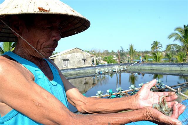 Quảng Nam: Sốc môi trường, tôm nuôi chết hàng loạt