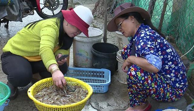 Phú Yên: Ngư dân trúng đậm tôm đất