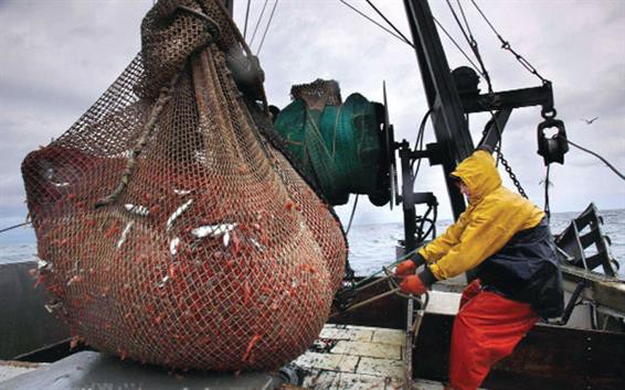 Argentina: Đóng cửa vụ khai thác tôm đỏ đến tháng 3/2020