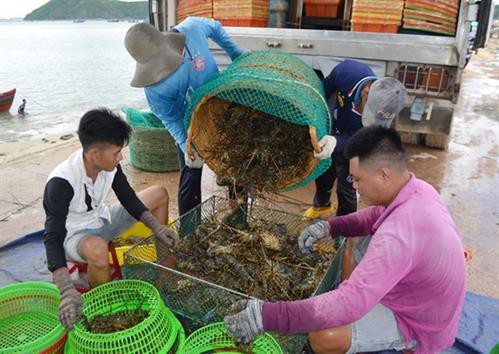 Đại nạn tôm hùm: 1 năm 3 đợt rớt giá, rồi chết trắng mất tiền tỷ