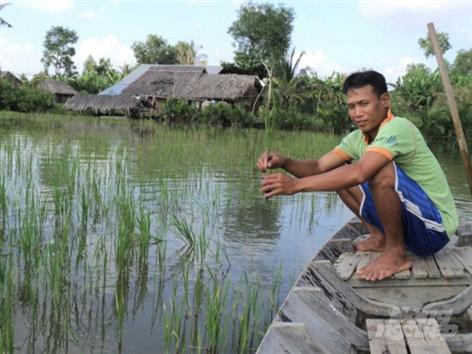 Hàng ngàn ha lúa tôm ở Kiên Giang bị thiệt hại do đất nhiễm mặn