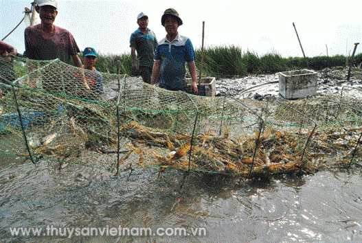 Tôm sinh thái: Lựa chọn đúng đắn