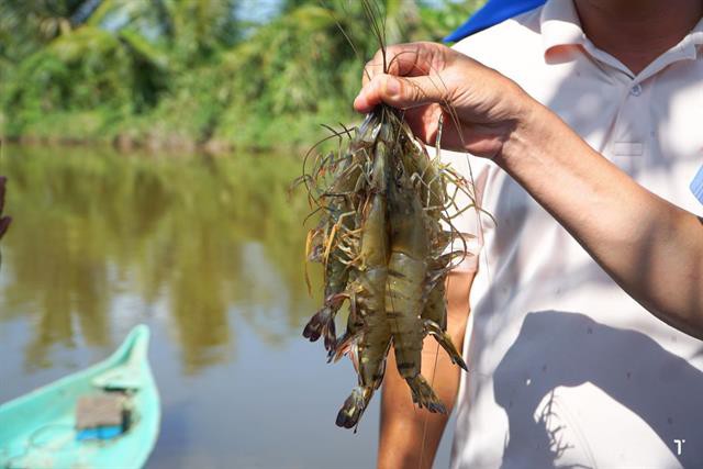 Đánh giá sự tích lũy kim loại nặng ở tôm sú nuôi tại đầm Chilika