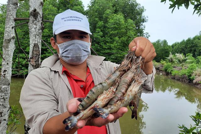 Tôm sinh thái, hái ra tiền