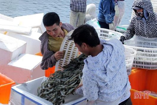 Đầu ra tôm nuôi Hà Tĩnh gặp khó
