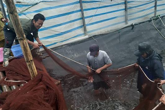 Ninh Bình: Ứng dụng khoa học kỹ thuật trong nuôi tôm thẻ chân trắng 3 vụ/năm