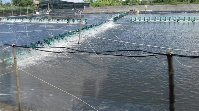 Trà Vinh: Phát triển thủy sản theo hướng hàng hóa chất lượng và hiệu quả