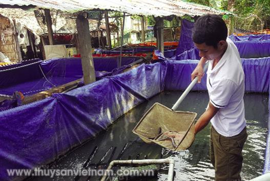 Trà Vinh: Đẩy mạnh nuôi lươn đồng thương phẩm