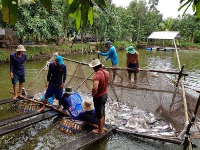 Nâng trách nhiệm với cá tra