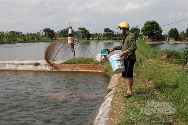 Trang trại nuôi cá thu lãi hơn 1 tỷ đồng/năm