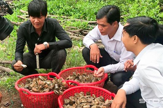 Sóc Trăng: Triển vọng từ mô hình nuôi hàu Thái Bình Dương