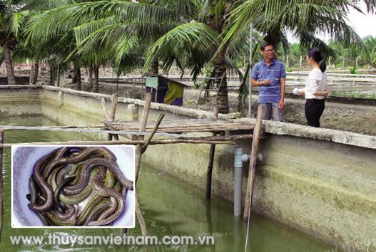 Bà Rịa - Vũng Tàu: Triển vọng nuôi cá chình xuất khẩu ở Suối Giàu