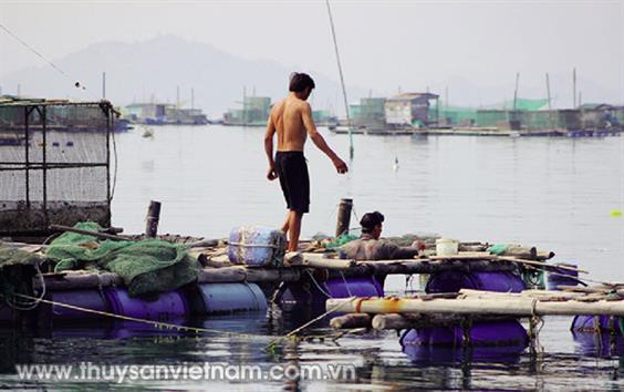 Chủ động san thưa mật độ tôm hùm nuôi
