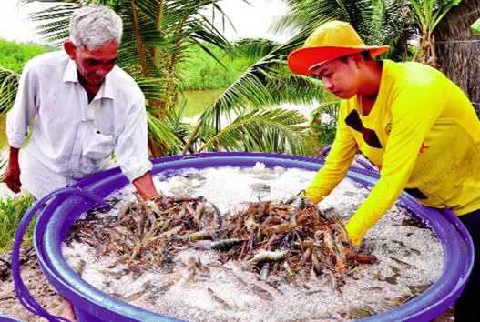 Triệu phú tôm càng xanh