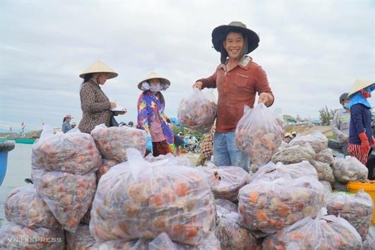 Ngư dân Mũi Né trúng sò điệp