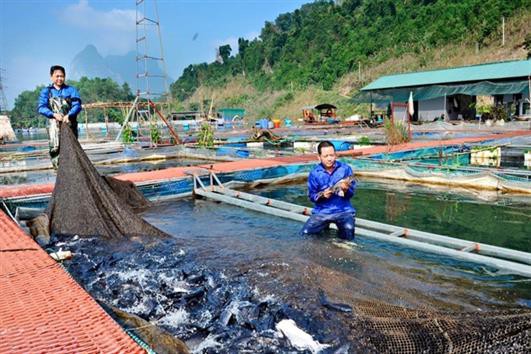 Tuyên Quang phát triển cá lồng đặc sản VietGAP