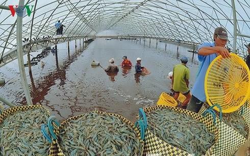 Giá tôm tăng, Việt Nam đẩy mạnh nuôi tôm có kiểm soát