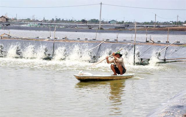 Vùng nuôi tôm thâm canh trước cơ hội và thách thức