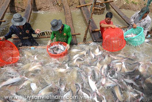 Đồng Tháp: Lãi khá nhờ nuôi cá lóc bong trong bè