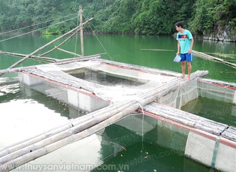 Hòa Bình: Mục tiêu 4.800 lồng nuôi cá năm 2020