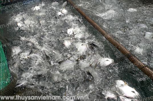 Kỹ thuật nuôi cá chim vây vàng trong lồng bè