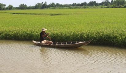 Xây dựng liên kết chuỗi trong sản xuất tôm - lúa