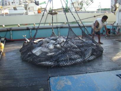 Xuất khẩu cá ngừ sang Mỹ cuối năm tăng