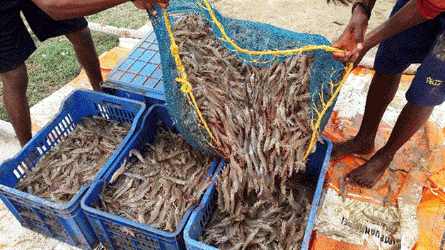 Xuất khẩu thủy sản dự báo vẫn tăng trưởng tốt