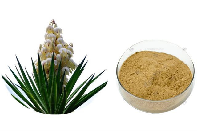 Kết hợp chiết xuất Yucca và nấm men trong nuôi cá rô phi