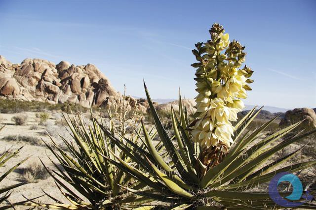 Tác động của chất chiết xuất Yucca trong NTTS