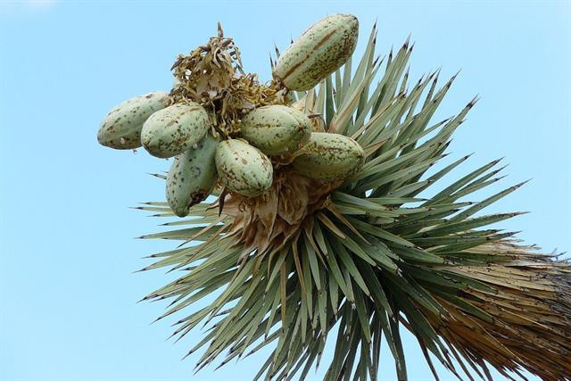 Đánh giá Yucca như một lựa chọn thay thế bền vững