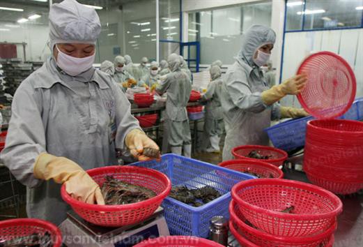 Khó đoán định tương lai ngành tôm