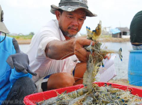 Thử thách lớn cho ngành tôm