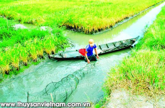 Lợi nhuận tốt, khó ngăn tôm vào vùng ngọt hóa!