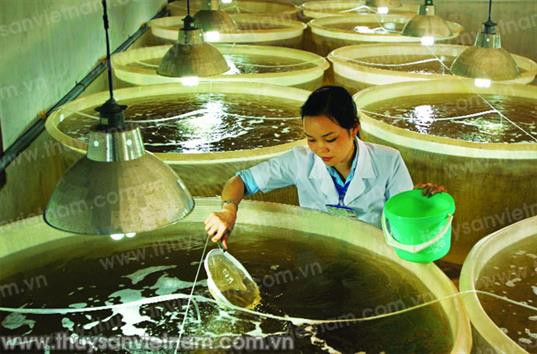 Đâu là lợi thế của ngành tôm Việt Nam?