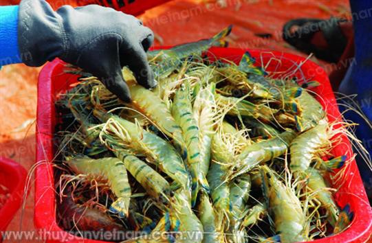 COVID-19 sẽ ảnh hưởng đến chuỗi cung ứng tôm vào những tháng hè
