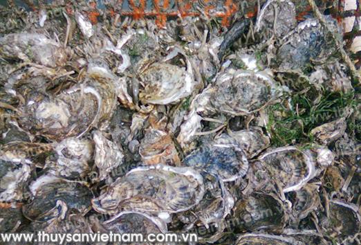Quảng Ninh: Sản phẩm nhuyễn thể thiếu đầu ra