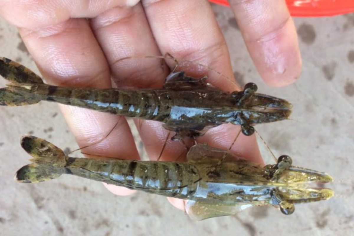 Nắng nóng mùa hè: Cảnh giác bệnh vểnh mang ở tôm nuôi