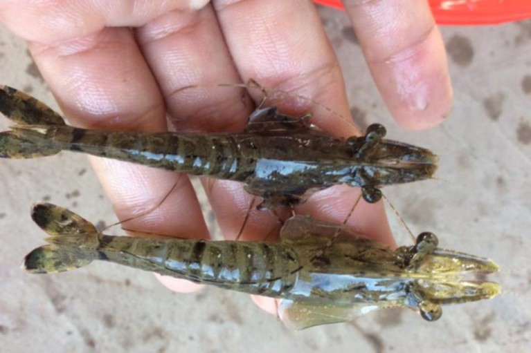 Nắng nóng mùa hè: Cảnh giác bệnh vểnh mang ở tôm nuôi