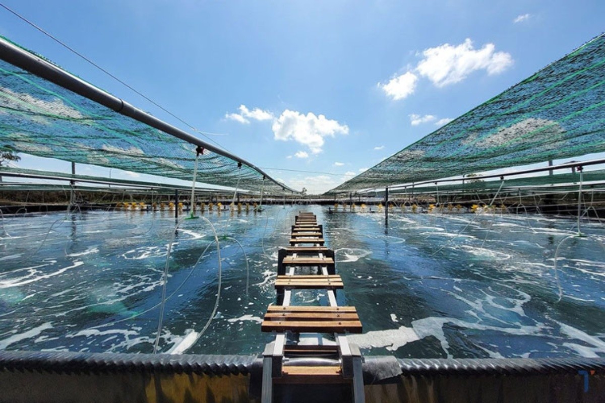 Bí quyết biến chất thải thành thức ăn tự nhiên cho cá tôm