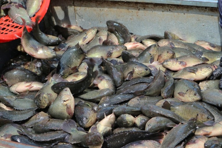 Nguồn cung cá nước ngọt dồi dào dịp Tết