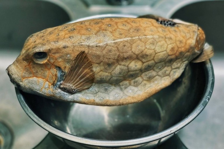 "Quái ngư" miền Trung hình thù kỳ dị, giá tiền triệu vẫn được săn lùng