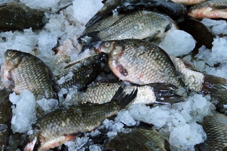 Tin vui cho người sợ hóc xương: Trung Quốc phát minh ra giống cá diếc không xương dăm