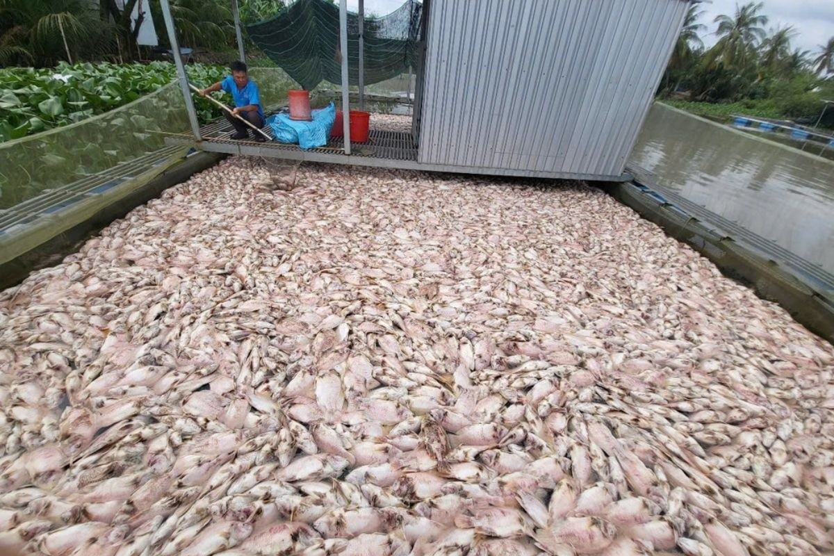 Vì sao hơn 70 tấn cá diêu hồng chết bất thường ở Cần Thơ?