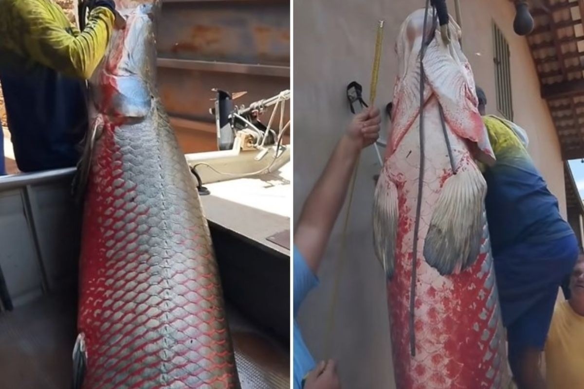 Ngư dân Brazil bắt được cá hải tượng long nặng 165kg trên sông