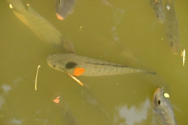 Tại sao cá lóc hay ăn thịt lẫn nhau? Kỹ thuật lọc cỡ để không bị hao hụt số lượng